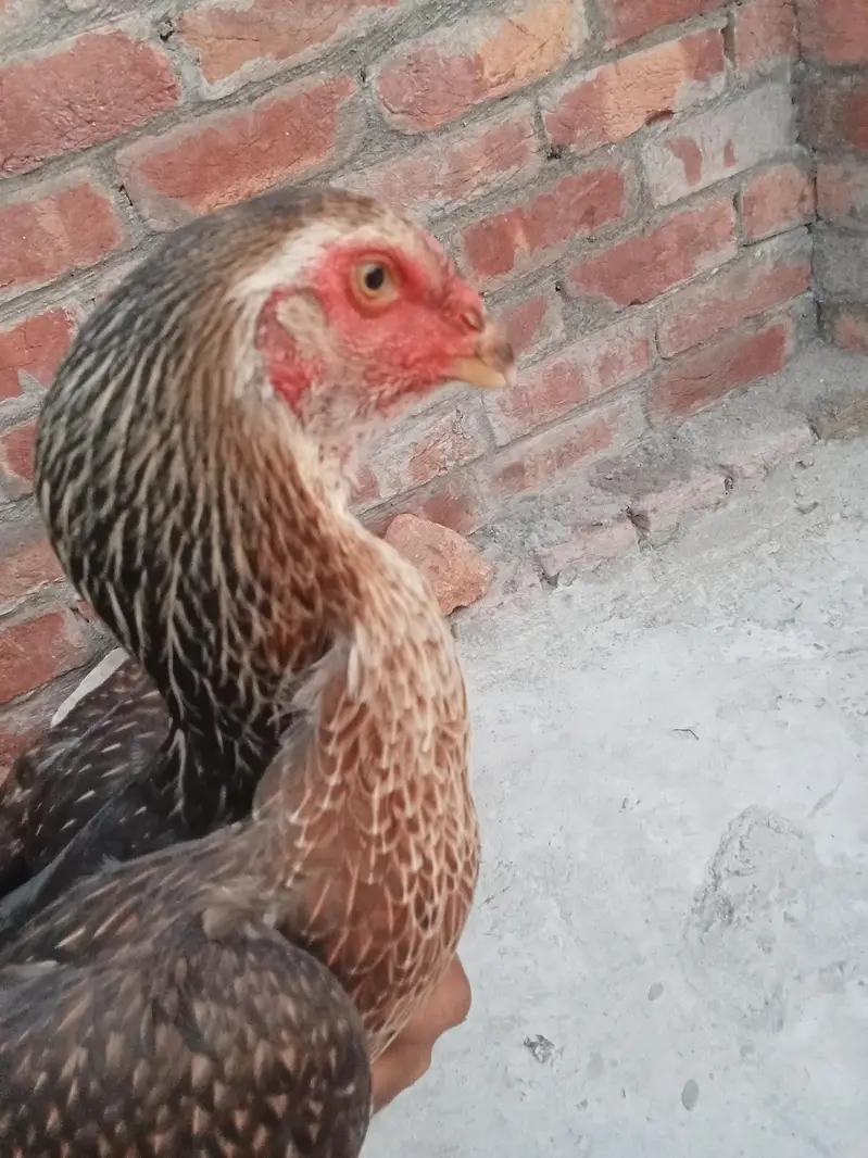 Original Shamo Hen — photo 3
