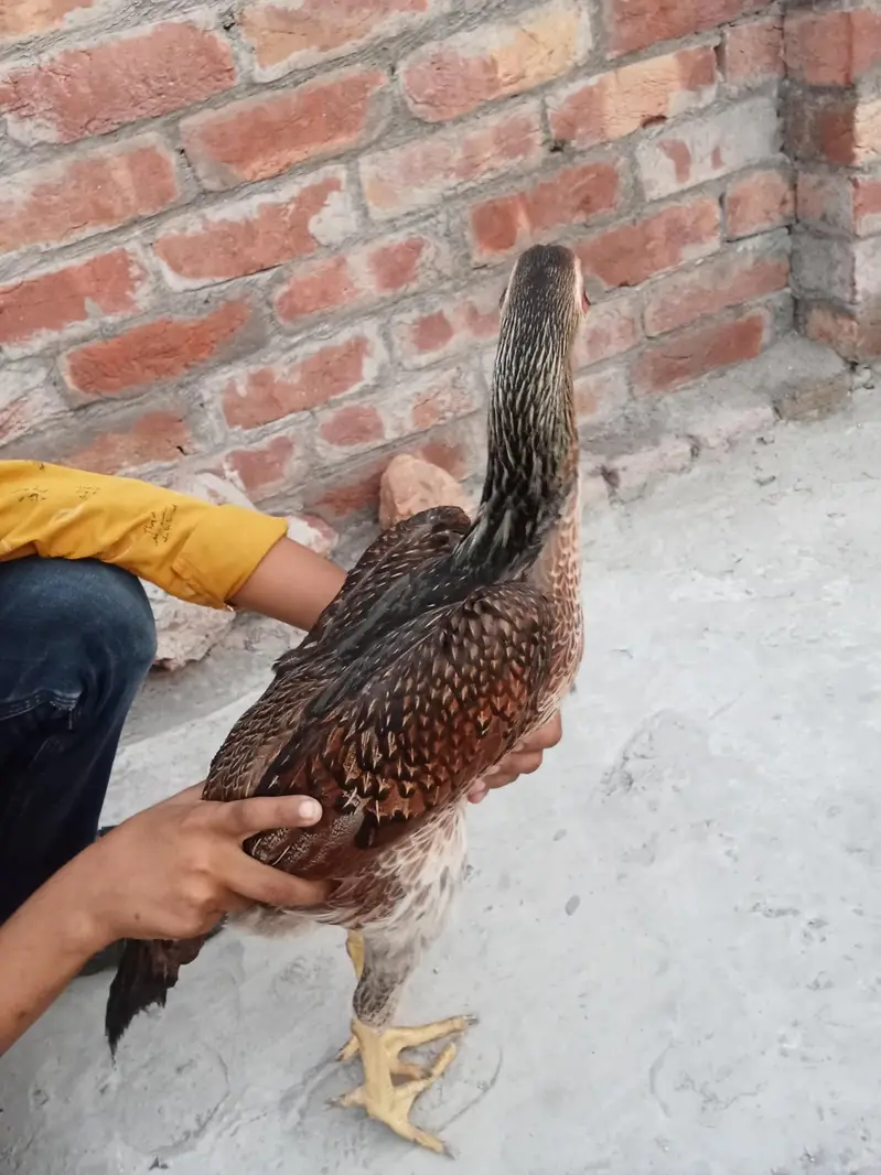 Original Shamo Hen — photo 4