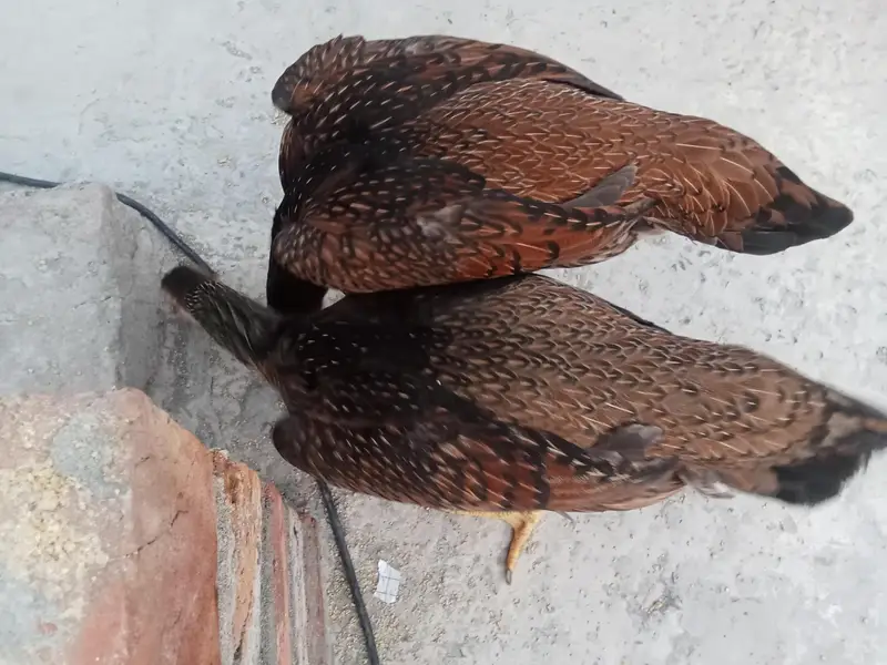 Original Shamo Hen — photo 5
