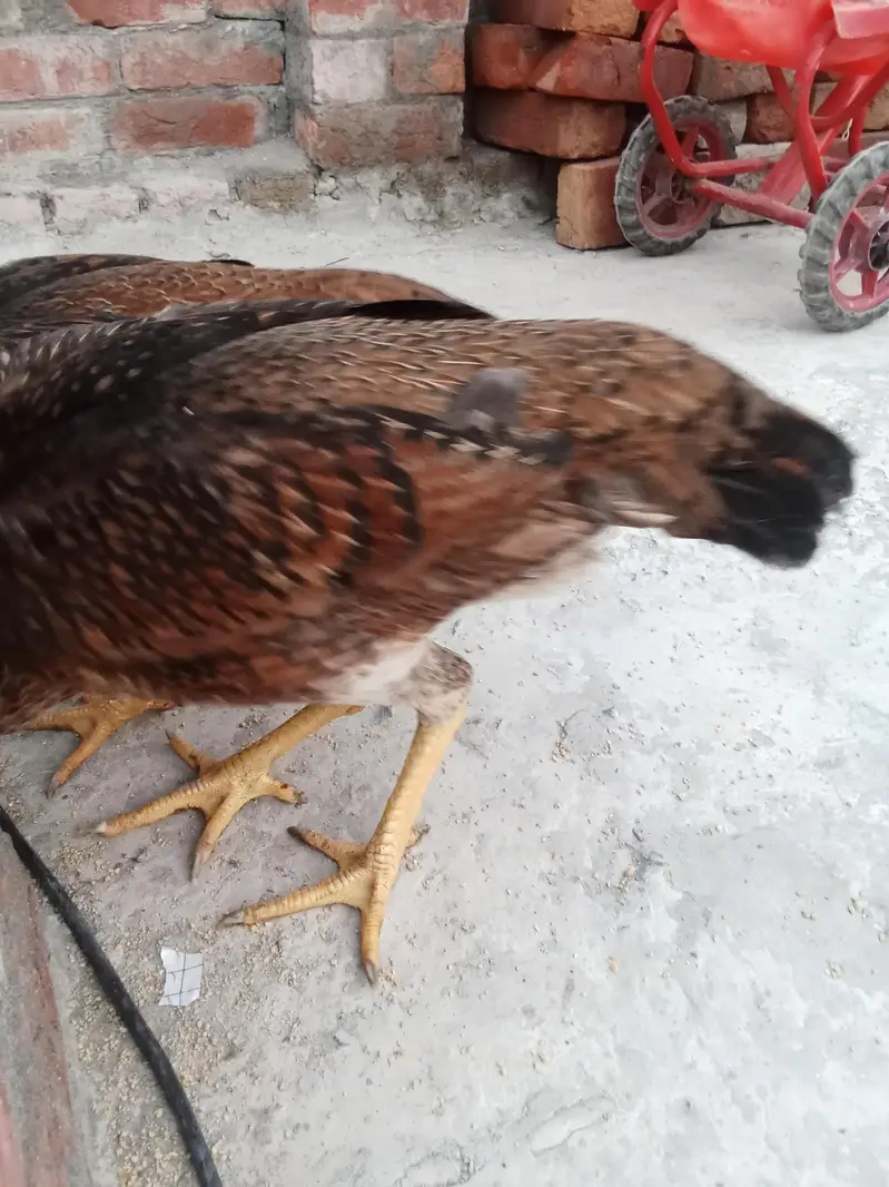 Original Shamo Hen — photo 6