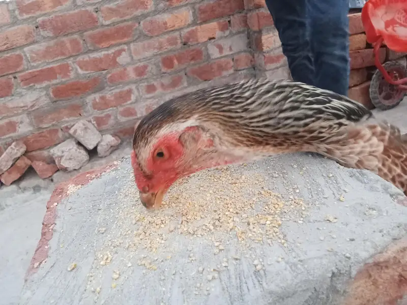 Original Shamo Hen — photo 7