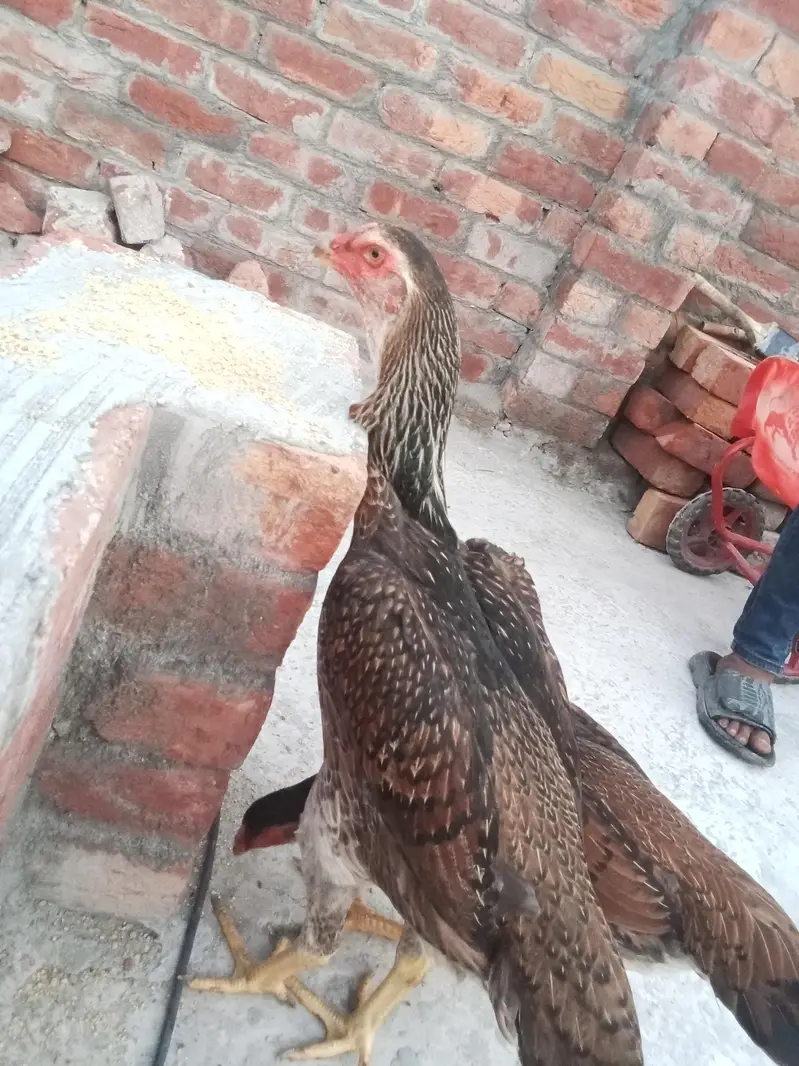 Original Shamo Hen — photo 8