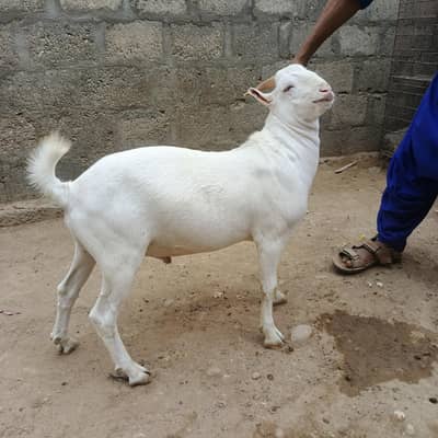 pure gulabi teddy tapra