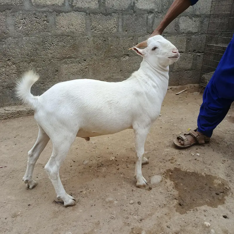 pure gulabi teddy tapra — photo 2