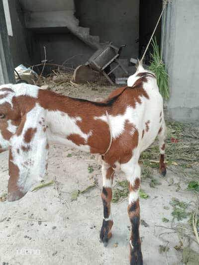 Bakri path