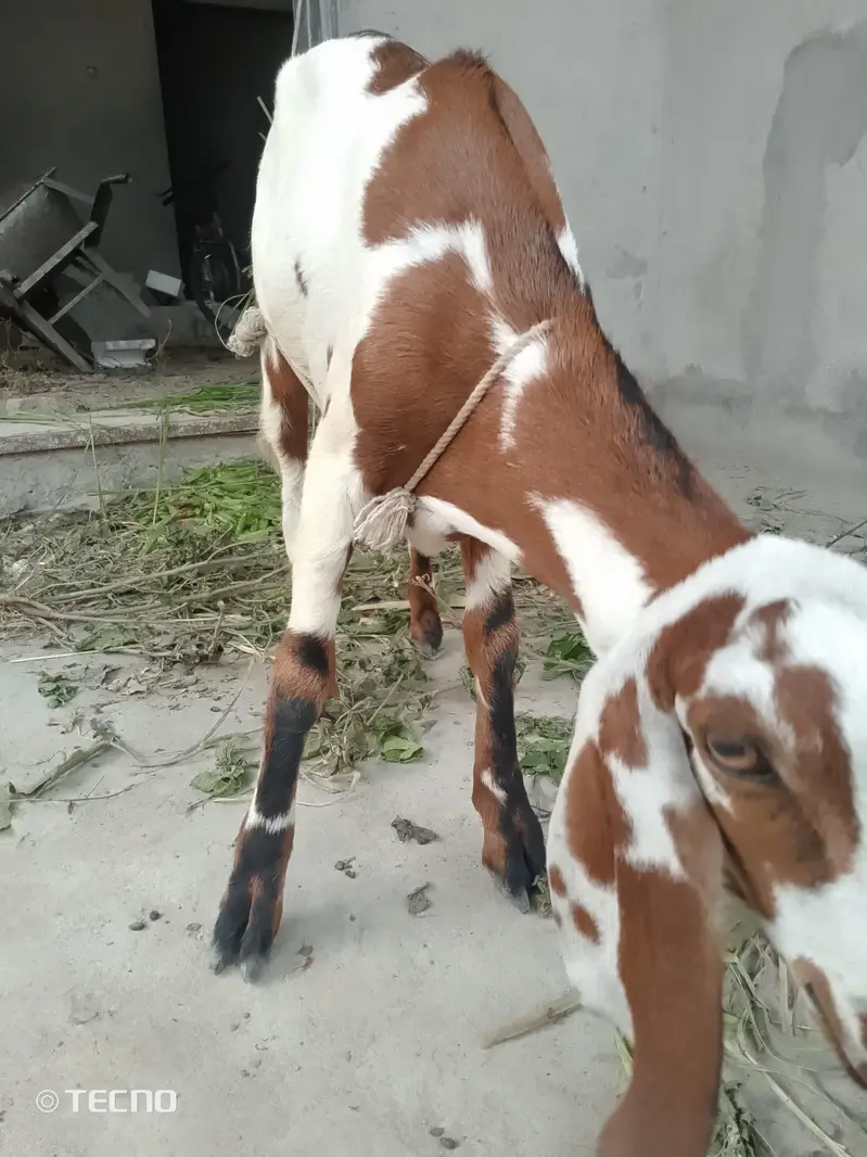 Bakri path — photo 2