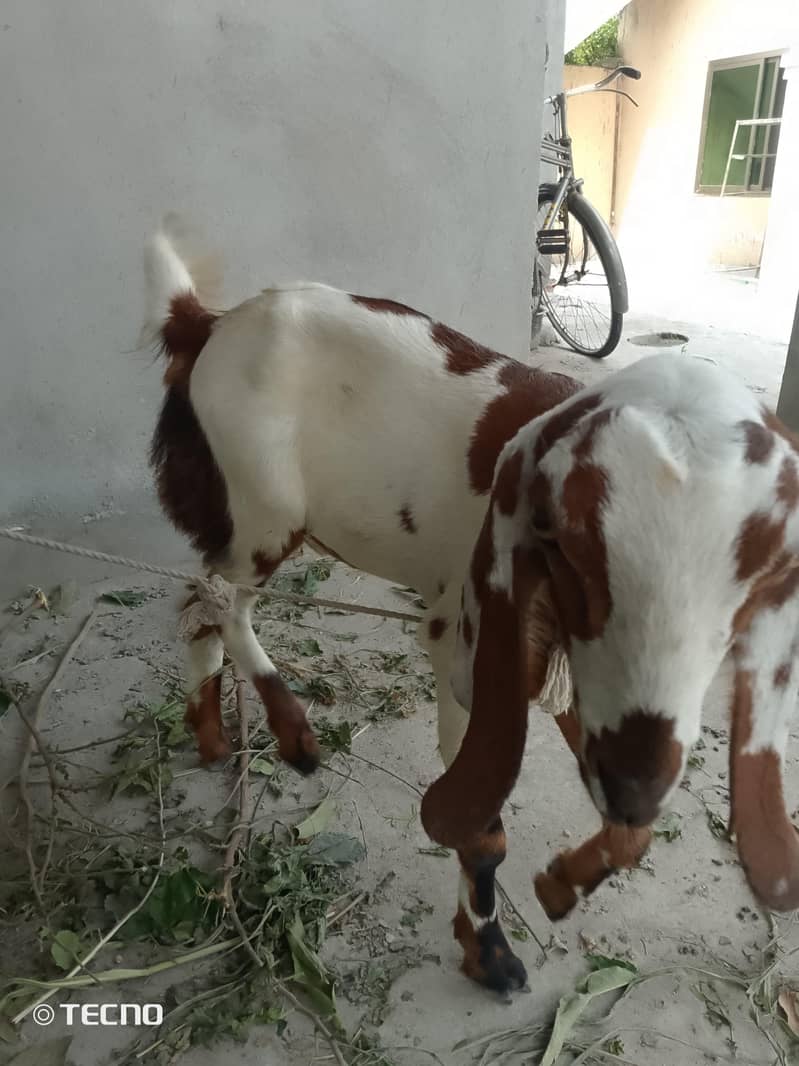 Bakri path 2