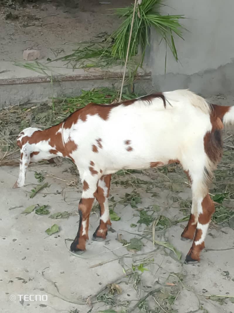Bakri path 4