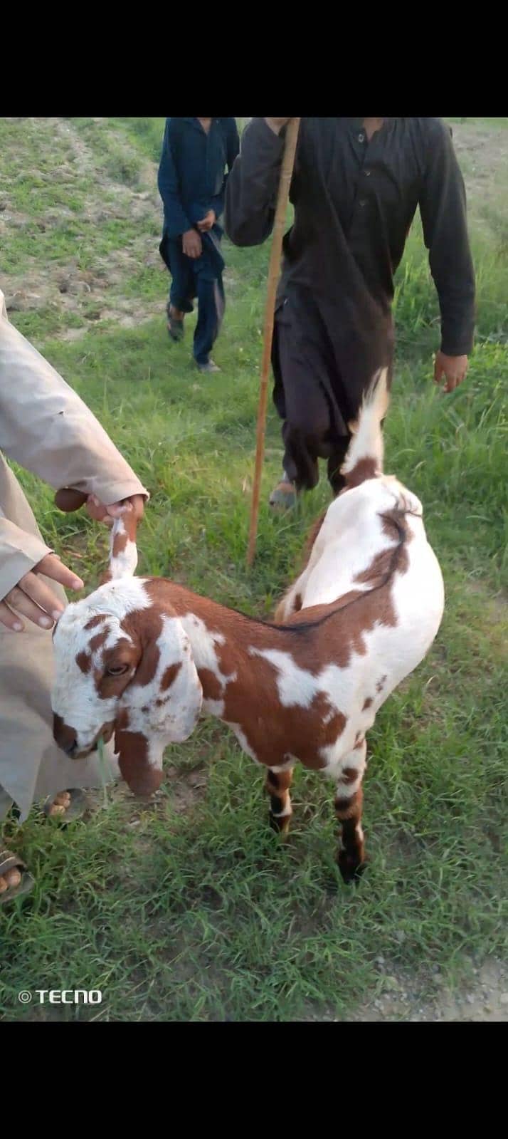 Bakri path 5