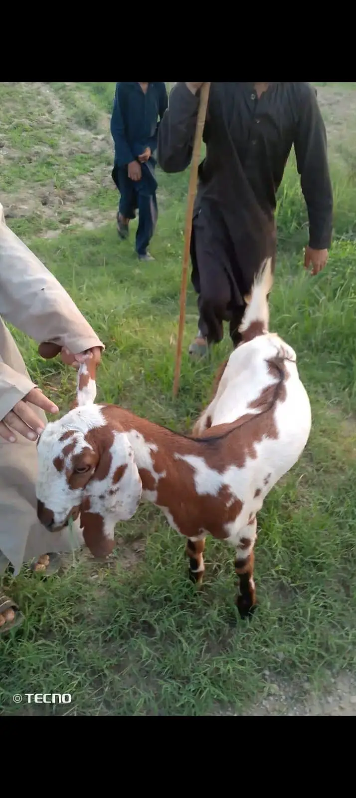Bakri path — photo 6