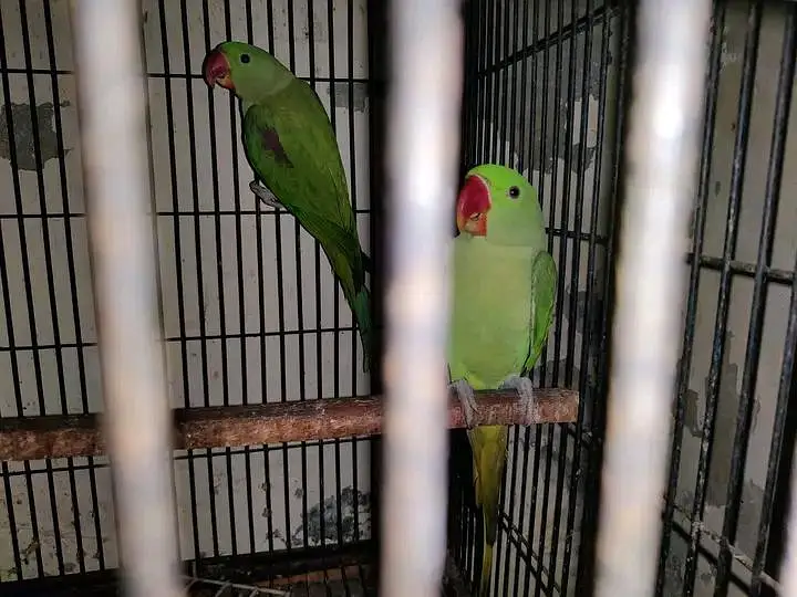 original raw parrot — photo 2