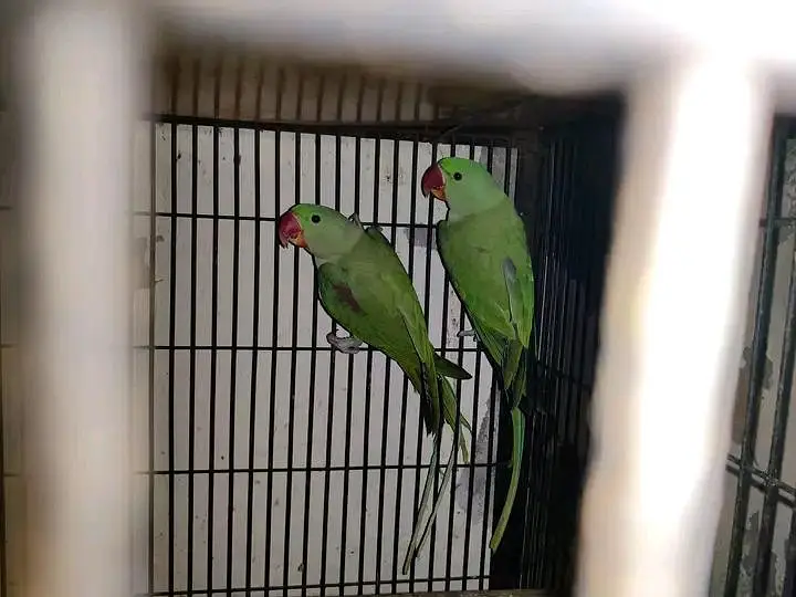 original raw parrot — photo 3
