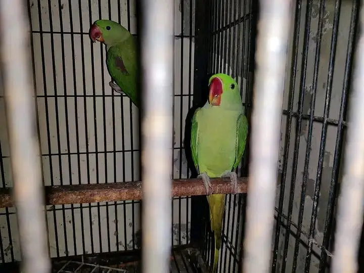 original raw parrot — photo 4