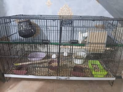 Urgent lovebirds for sale with master size cage and box