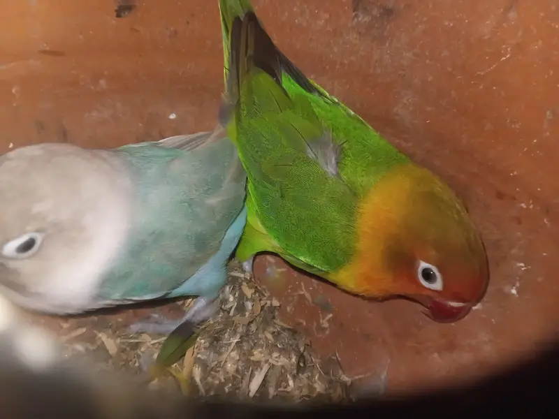 Urgent lovebirds for sale with master size cage and box — photo 2