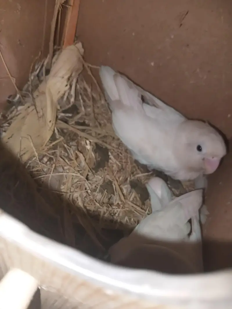 Urgent lovebirds for sale with master size cage and box — photo 3
