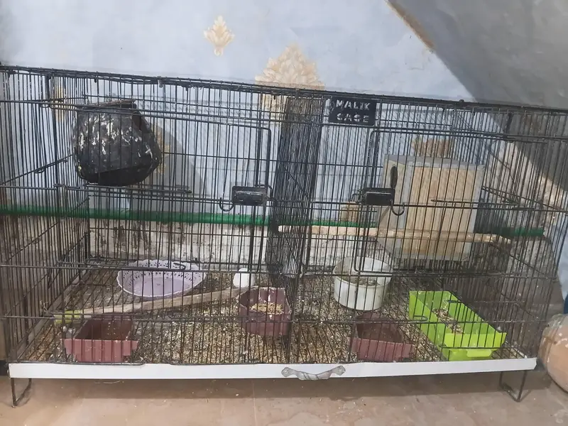 Urgent lovebirds for sale with master size cage and box — photo 4