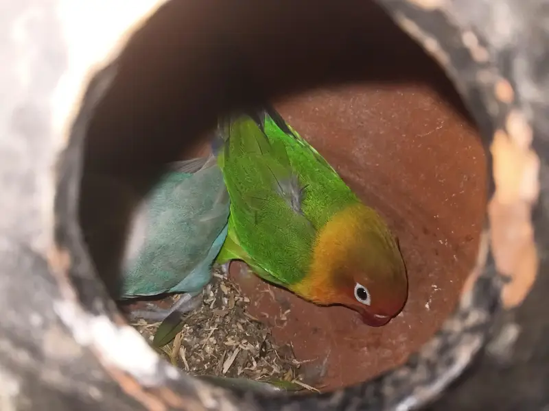 Urgent lovebirds for sale with master size cage and box — photo 5