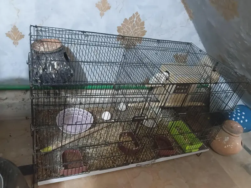 Urgent lovebirds for sale with master size cage and box — photo 6