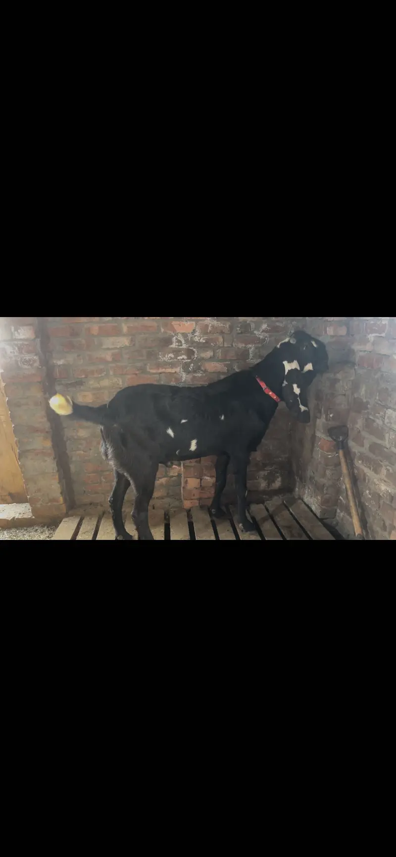 Breedr for sale — photo 4