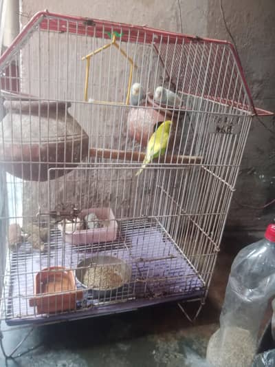 جوڑیاں آسٹریلین طوطے  پنجرے سمیت فروخت 3