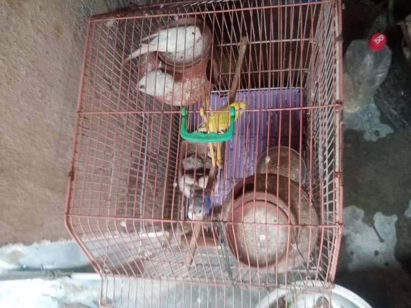 جوڑیاں آسٹریلین طوطے  پنجرے سمیت فروخت 3 1