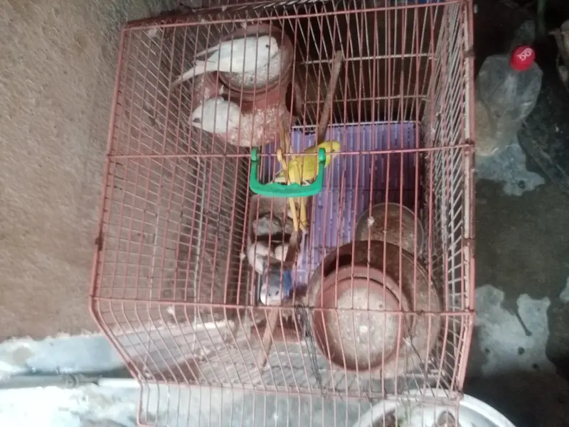 جوڑیاں آسٹریلین طوطے  پنجرے سمیت فروخت 3 — photo 2