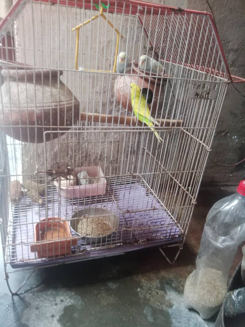 جوڑیاں آسٹریلین طوطے  پنجرے سمیت فروخت 3 2