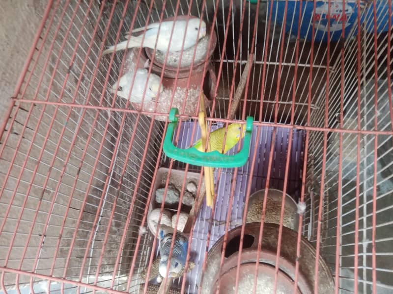جوڑیاں آسٹریلین طوطے  پنجرے سمیت فروخت 3 3