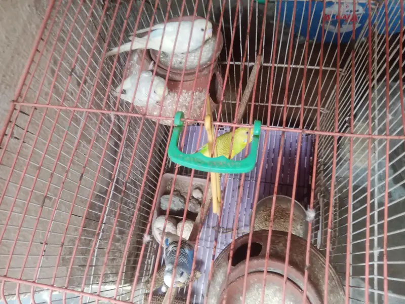 جوڑیاں آسٹریلین طوطے  پنجرے سمیت فروخت 3 — photo 4