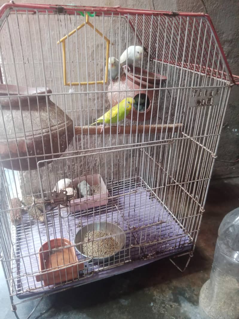 جوڑیاں آسٹریلین طوطے  پنجرے سمیت فروخت 3 4