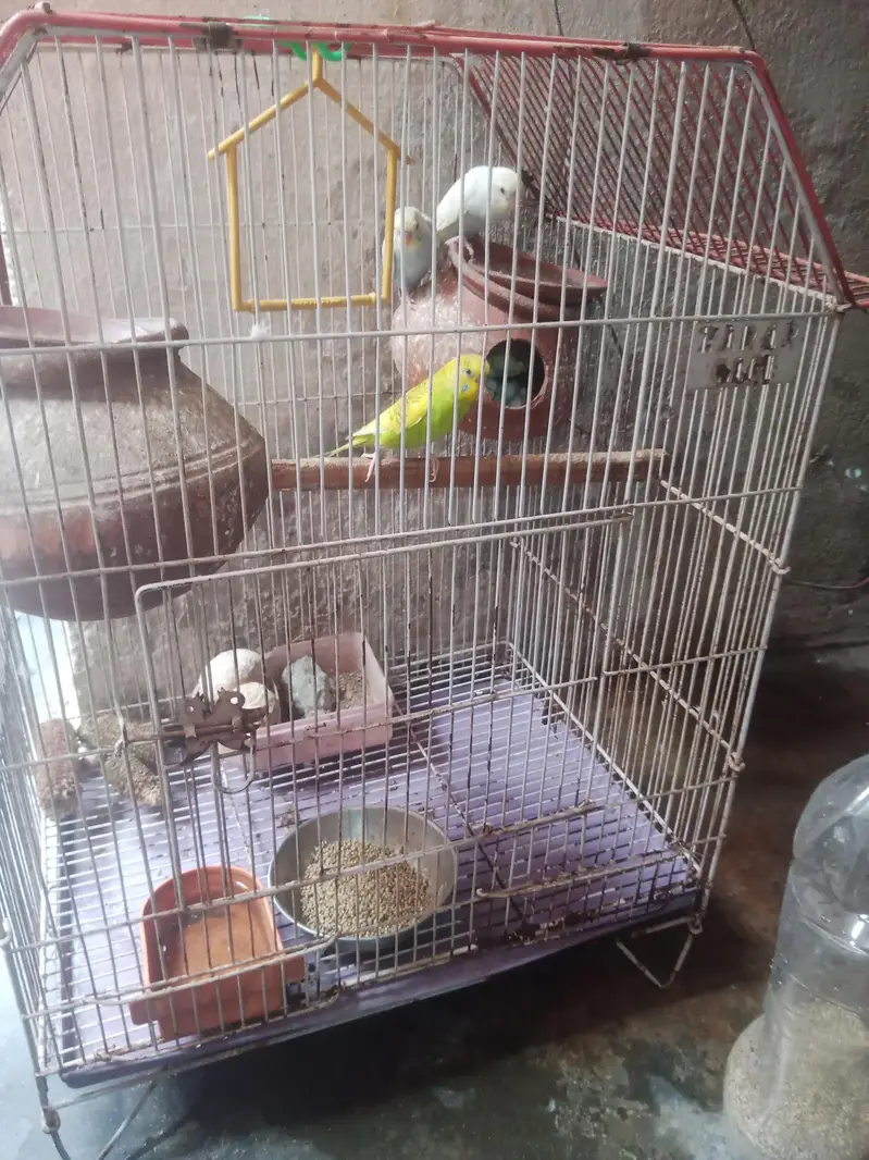 جوڑیاں آسٹریلین طوطے  پنجرے سمیت فروخت 3 — photo 5