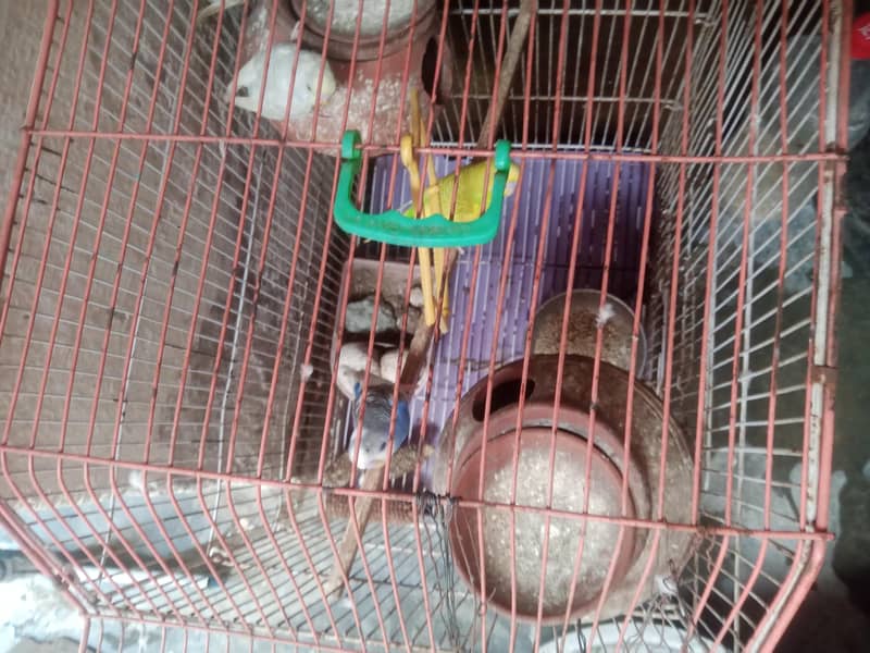 جوڑیاں آسٹریلین طوطے  پنجرے سمیت فروخت 3 5