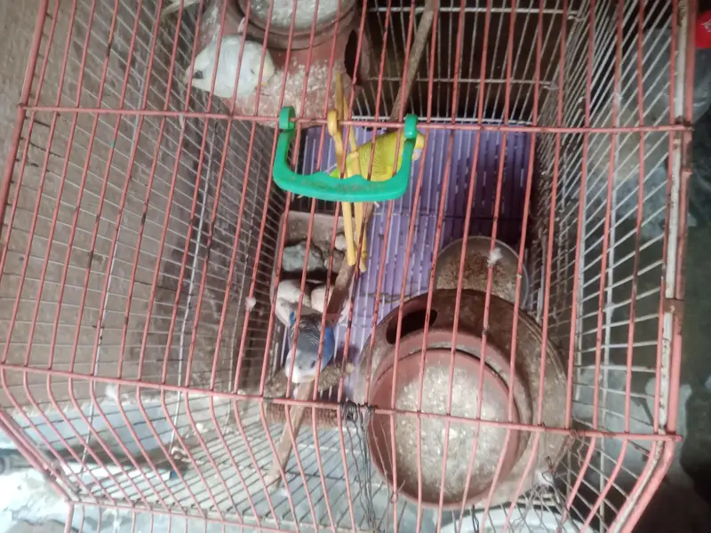 جوڑیاں آسٹریلین طوطے  پنجرے سمیت فروخت 3 — photo 6