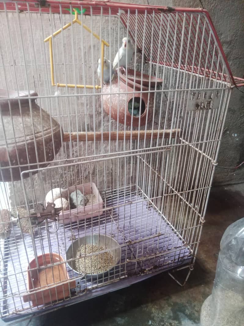 جوڑیاں آسٹریلین طوطے  پنجرے سمیت فروخت 3 7
