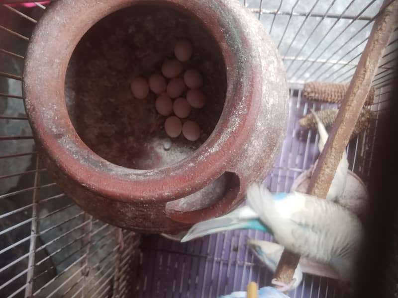 جوڑیاں آسٹریلین طوطے  پنجرے سمیت فروخت 3 10