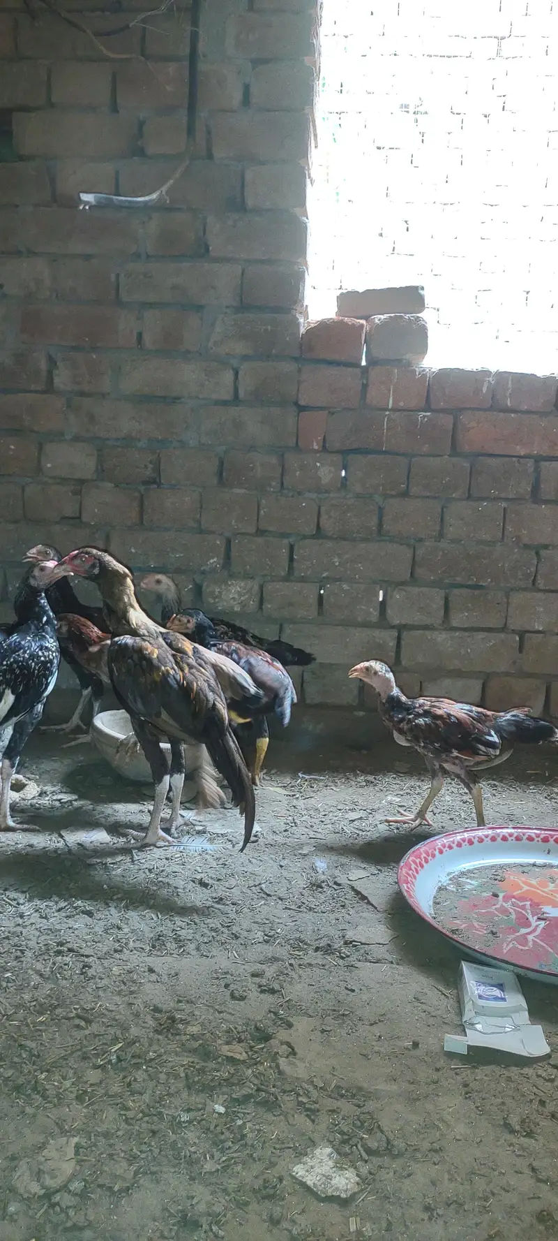 mix bread ha sare — photo 4