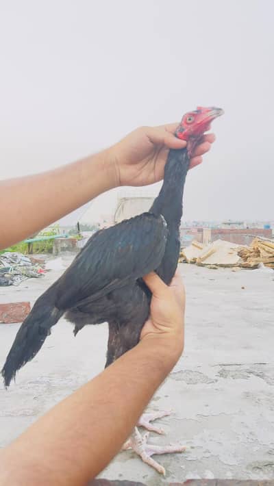 Mushka Aseel Pathay Lasani Aseel Murga Chicks Murgi Patha 03098573144