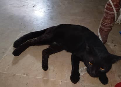 Persion single cote ( Male)