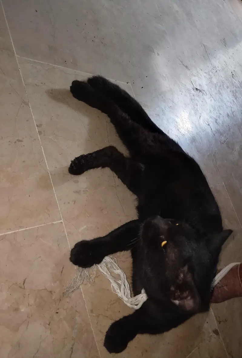 Persion single cote ( Male) — photo 3