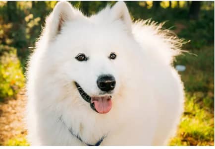 Russian Dogs Pair