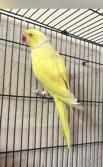 Lutino male for sale