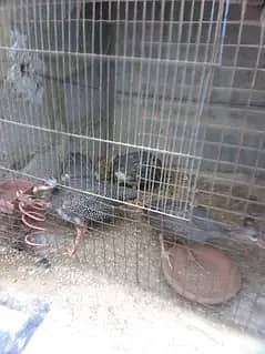 chinnes hen