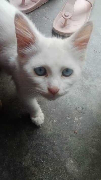 cat healthy or full active