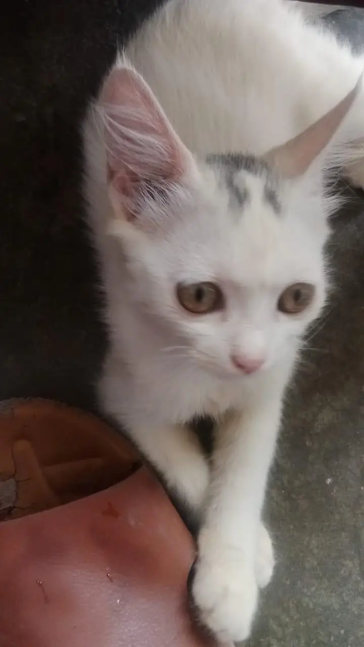 cat healthy or full active — photo 2