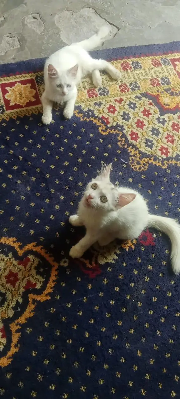 cat healthy or full active — photo 3