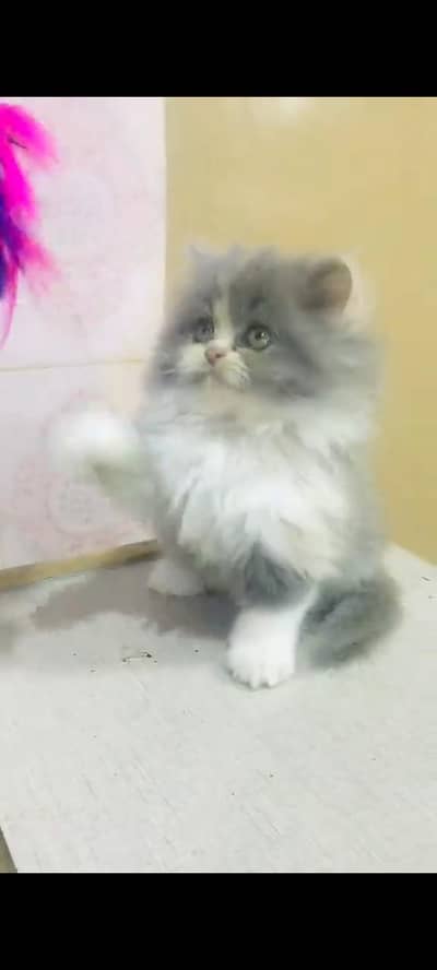Quality Persian cat & Kittens. Male & female 03479996792. whatsapp