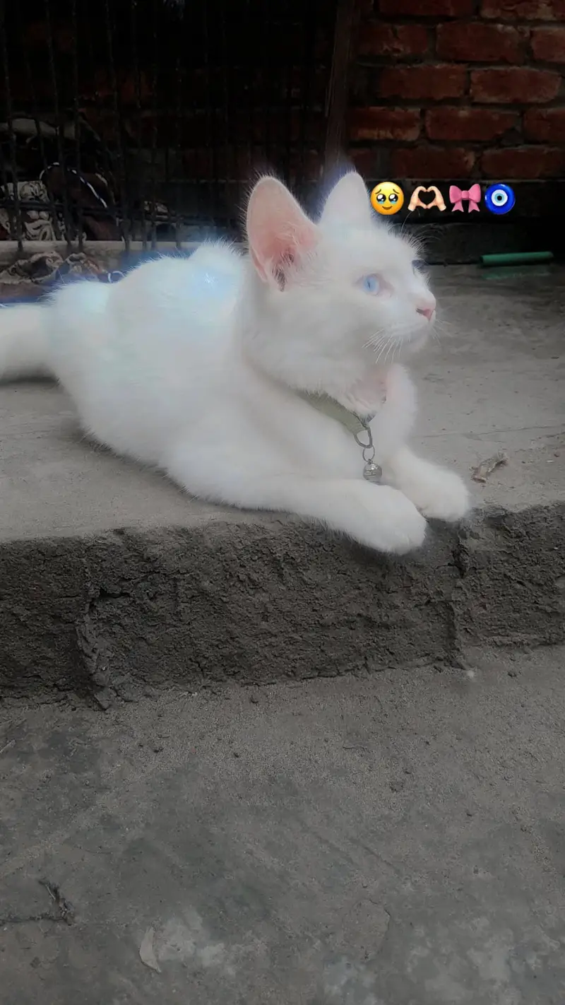 This made my cat — photo 2