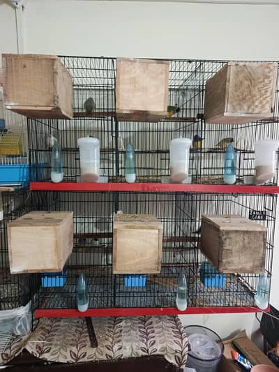 Gouldian ready to breed pairs