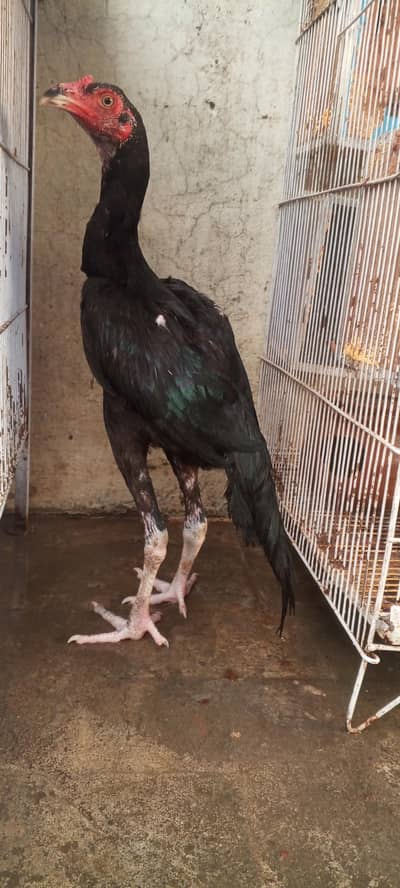 Lasani Aseel Pathay Mushka Aseel Patha Murga Murgi Madi 03098573144